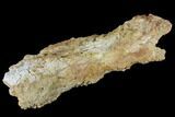 Unidentified, Partial Dinosaur Bone - Aguja Formation, Texas #116732-2